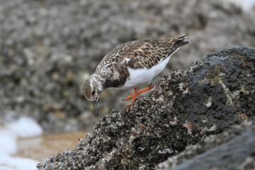 干潟に飛来したキョウジョシギ