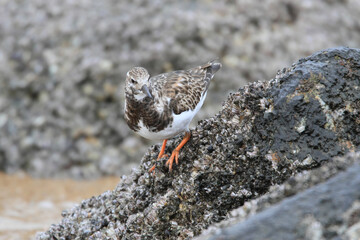 干潟に飛来したキョウジョシギ