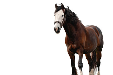Fototapeta premium Beautiful Clydesdale Horse with Flowing Mane