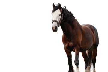 Beautiful Clydesdale Horse with Flowing Mane