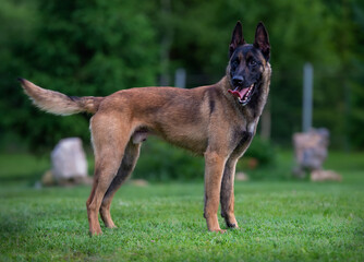 Belgian Shepherd malinois standing on the green grass with blurred background
