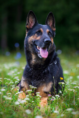 German shepherd dog on the grass in a summer sunny day outdoor portrait