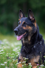 German shepherd dog outdoors in a summer day, selective focus on the dog