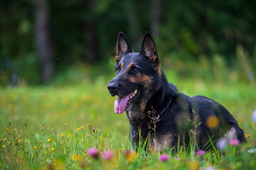 German shepherd dog on the grass in summer day. Selective focus.