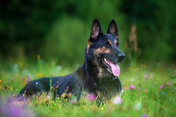 German shepherd dog on the grass