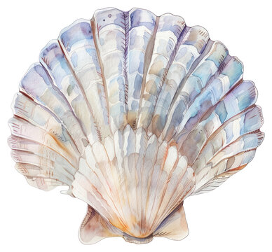recommend clip art: PNG Elegant watercolor seashell illustration
