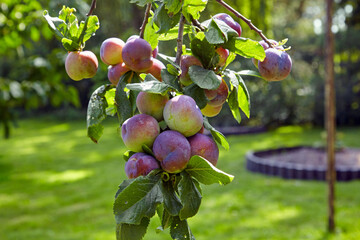Plum tree branch laden with ripe fruits in a sunny summer garden