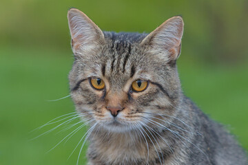 Cat, Domestic cat, Striped fur, Head, Green eyes, Upper body, Portrait
