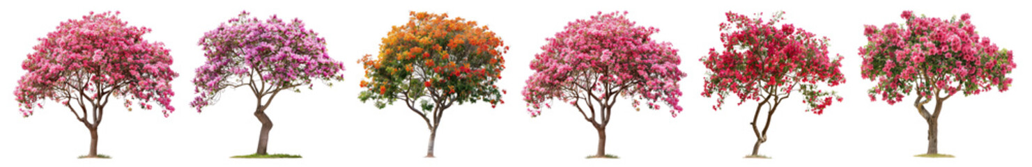 trees png cut out element set