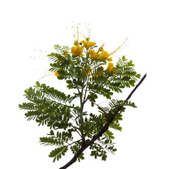 Caesalpinia pulcherrima, yellow peacock flower 