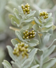 Obraz premium Helichrysum obconicum silvery leaves and small yellow flower buds natural macro floral background