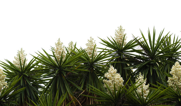 White inflorescences of Yucca gigantea, isolated on white background 