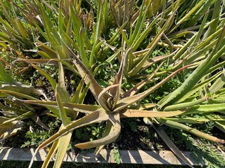 Colorful aloe vera garden. Vibrantly colored pink and green aloe vera succulent plants grow in the botanical gardens. Aloe buchlohii species of the aloe vera plant.