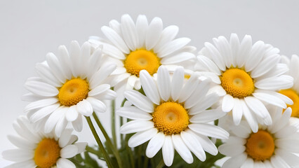Obraz premium A bunch of beautiful daisies flowers on the white background.