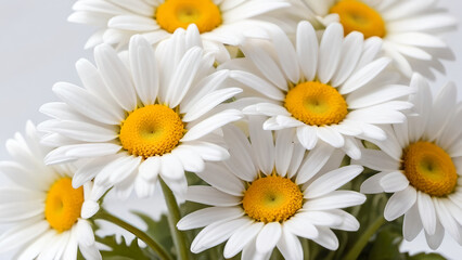 Obraz premium A bunch of the beautiful daisies flowers on the white background.