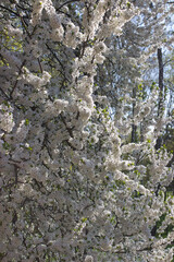 Blooming cherry tree branches in full springtime glory