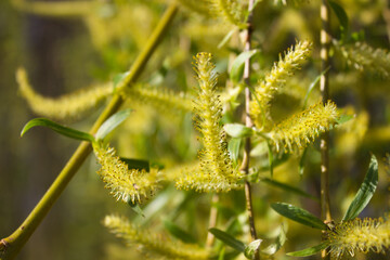 Golden Willow Catkins on a Bright Spring Day © CuteIdeas