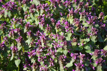 Purple Wildflowers in a Sunlit Spring Meadow