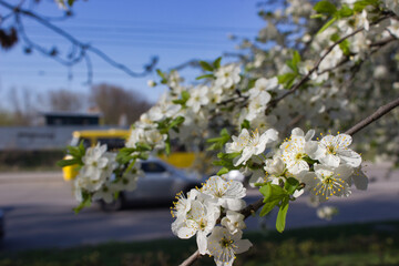 Blooming Spring Branches with Delicate White Flowers
