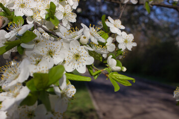Blooming Spring Branches with Delicate White Flowers