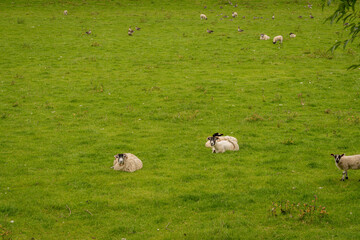 Sheeps near Fort Augustus. Highlands of Scotland. Scotland, United Kingdom. Loch Ness.