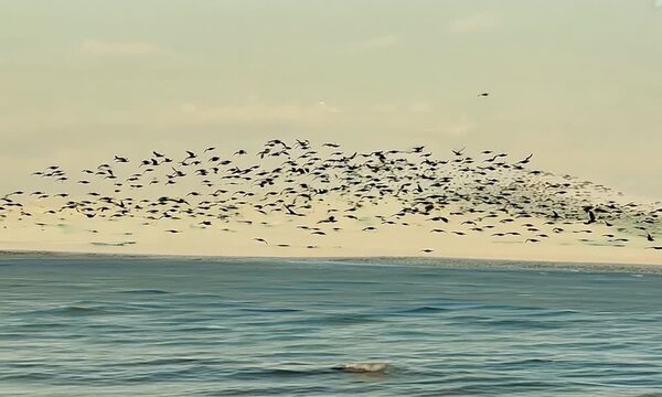 birds fly in flocks over ocean water and over shore, early in morning