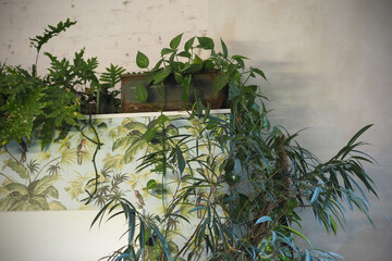Indoor plants cascading over a decorative wall with tropical-themed wallpaper. The natural greenery contrasts with the neutral-toned walls, creating a refreshing indoor garden ambiance.