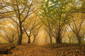 Fototapeta premium 愛媛県内子町 龍王公園 早朝のイチョウ並木