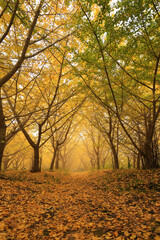 Fototapeta premium 愛媛県内子町 龍王公園 早朝のイチョウ並木