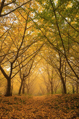 Fototapeta premium 愛媛県内子町 龍王公園 早朝のイチョウ並木