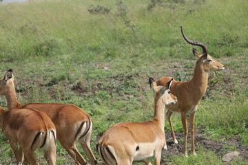 impala in the savannah