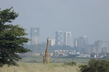 giraffe in the city park