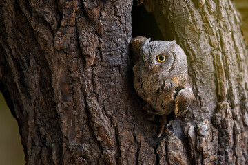 Owl on take off. European scops owl, Otus scops, leaving tree hole at sunrise. Small owl peeks out from trunk showing yellow eyes. Bird also known as Eurasian scops owl. Wildlife. Morning in nature.