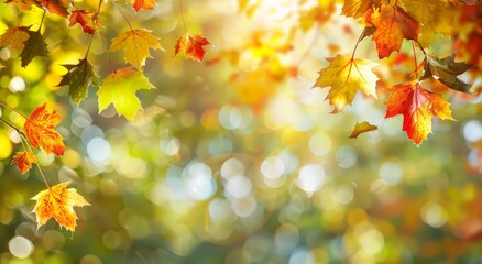 Sunlight shining onto colorful brown, orange and yellow autumn leaves in the forest. Beautiful, light seasonal fall background with blurred bokeh background effect.