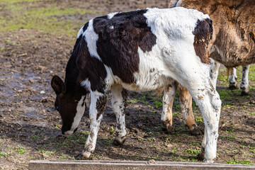 A calf grazing peacefully on an eco-farm promoting natural living practices