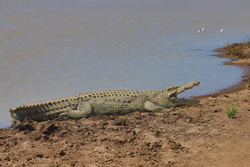 crocodile in the grass