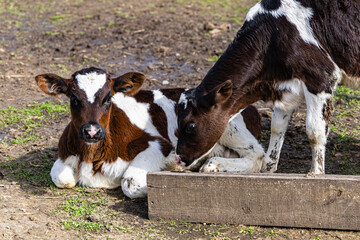Young calves resting in a pasture at an eco-farm in spring with a focus on natural living practices © Maryna