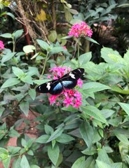Butterfly on a flower