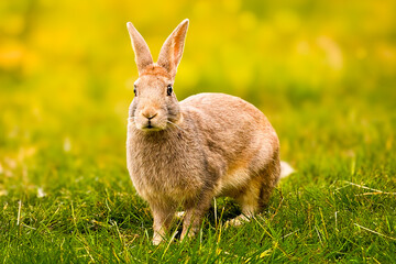 Cute rabbit eats grass against a background of bokeh and sunlight. Pets in a country house. The bunny eats grass as a symbol of Easter and May holidays. Rabbit on the grass.