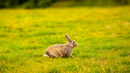 Cute rabbit eats grass against a background of bokeh and sunlight. Pets in a country house. The bunny eats grass as a symbol of Easter and May holidays. Rabbit on the grass.