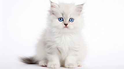Adorable Persian Kitten with Blue Eyes: Close-Up Portrait on White Background