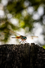 dragonfly on a fence 