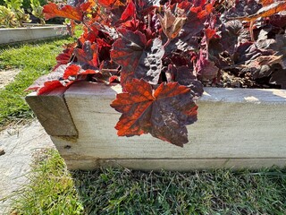 Purple-leaved Heuchera micrantha in the garden. Heuchera micrantha is a species of flowering plant in the saxifrage family known by the common name crevice alumroot, or small-flowered alumroot.