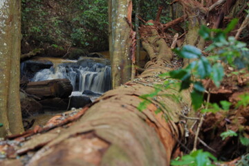 waterfall in the forest