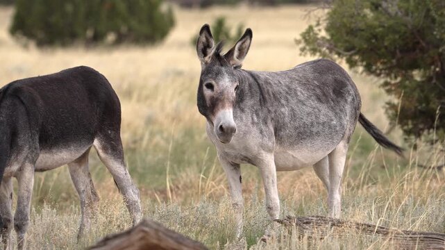 Wild burros in the San Rafael Swell in Utah in the Swasey HMA wilderness.