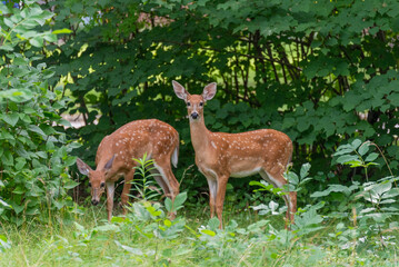 White-tailed Deer Fawns In The Urban Hedge In Summer In Wisconsin