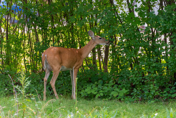 White-tailed Deer Doe Feeding On An Urban Hedge In Summer In Wisconsin