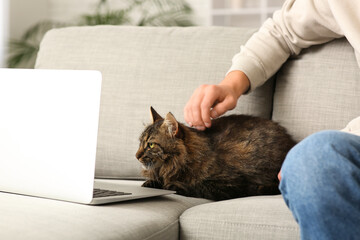 Young man patting cute cat on grey sofa at home
