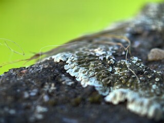 Moss macro photography
