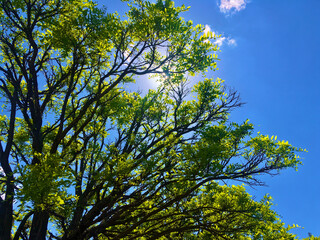 Green tree branches against a rich blue sky. The sun's rays shine through the branches. Spring, summer. Nature and peace.